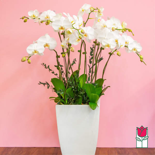 White orchids in a tall white planter against a pink background