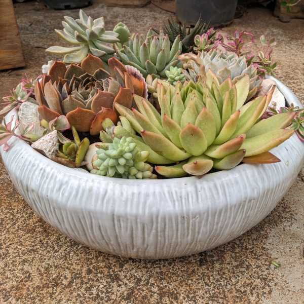 Low white ceramic bowl filled with assorted green and red succulents.