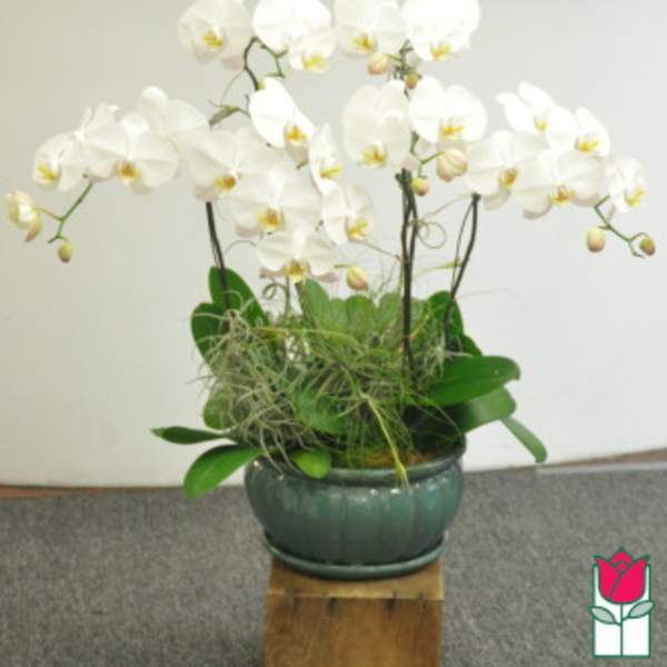 White orchid arrangement in a green ceramic pot