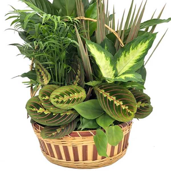 12" Dish Garden in Wicker Basket