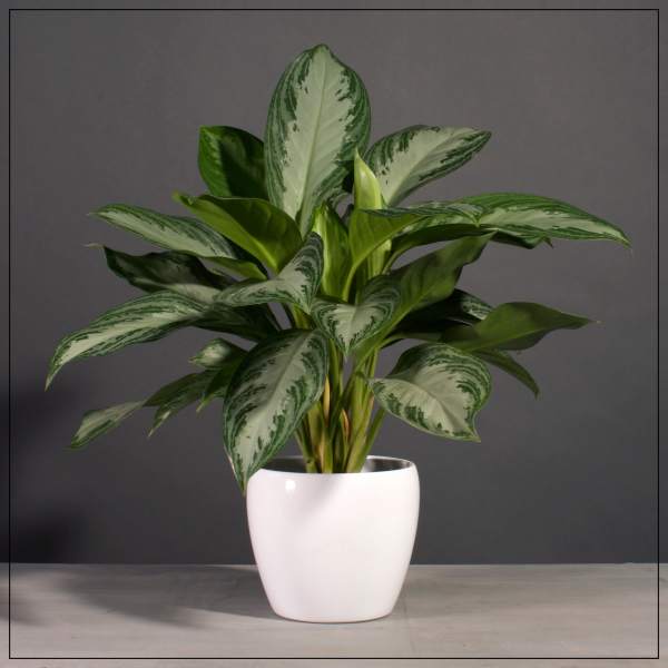 Chinese Evergreen in White Ceramic Pot