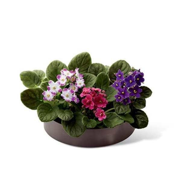 Potted African violets with purple, white, and pink blooms