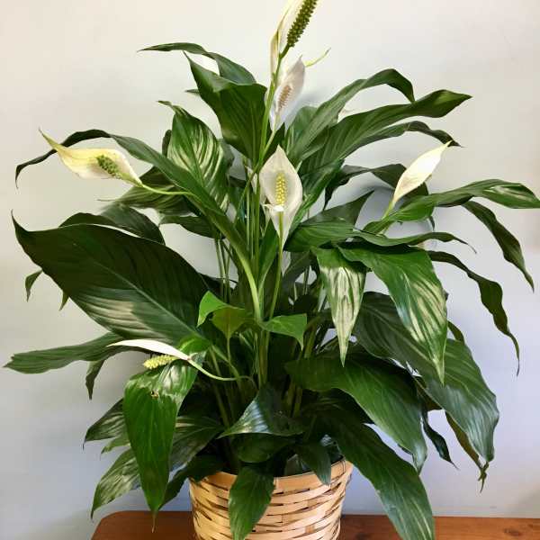 Potted peace lily with white blooms in a woven basket