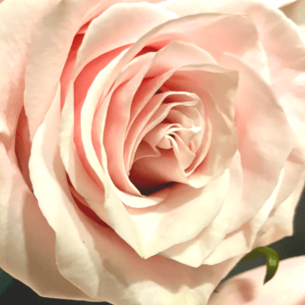 Close-up of a pale pink rose bloom