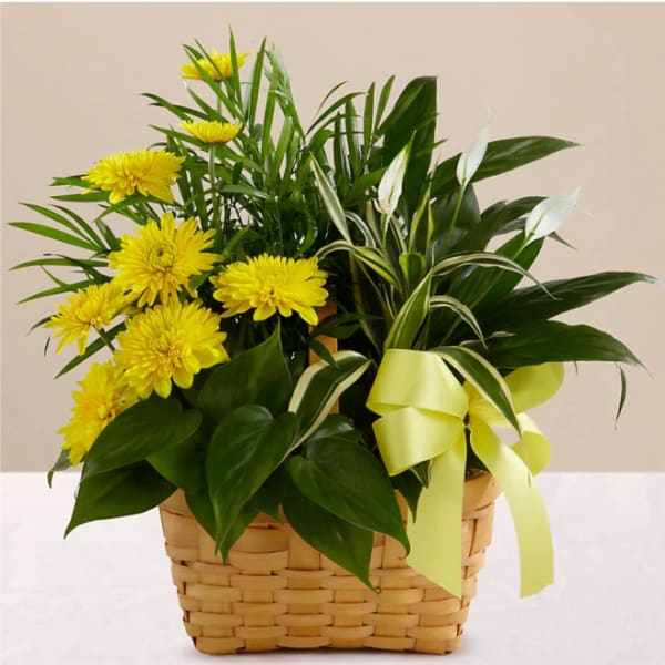 Yellow chrysanthemums in a woven basket with a ribbon