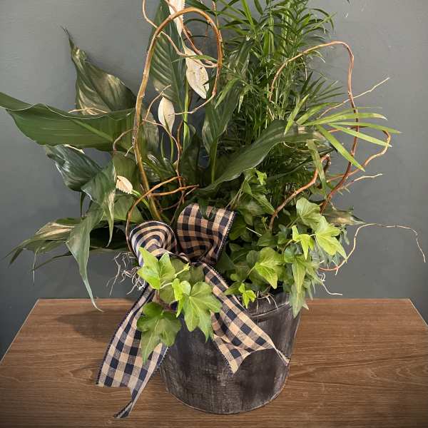 Mixed green plant arrangement in a black pot with a plaid ribbon