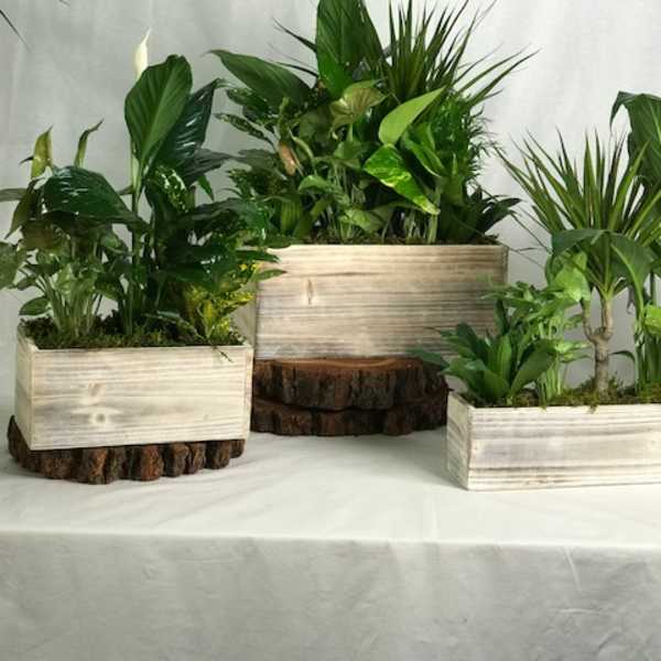 Three rectangular planters filled with green tropical plants on a table