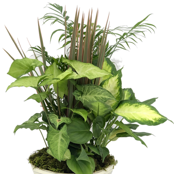 Potted green houseplant arrangement in a white bowl planter