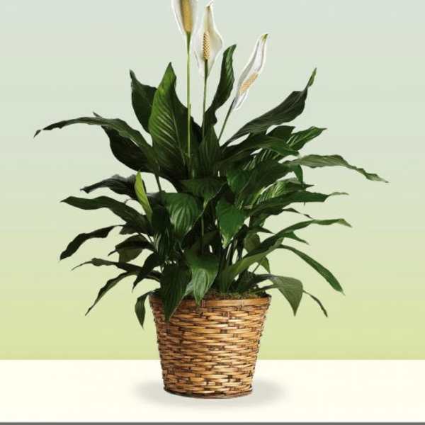 Potted peace lily in a woven basket planter