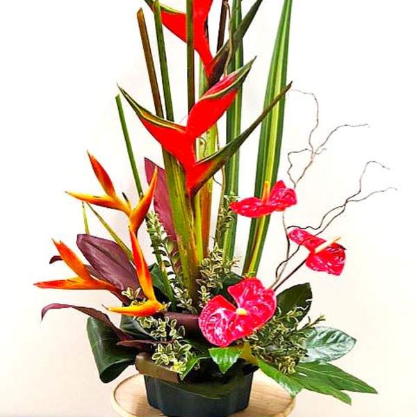 Erupting Hawaiian Tropics