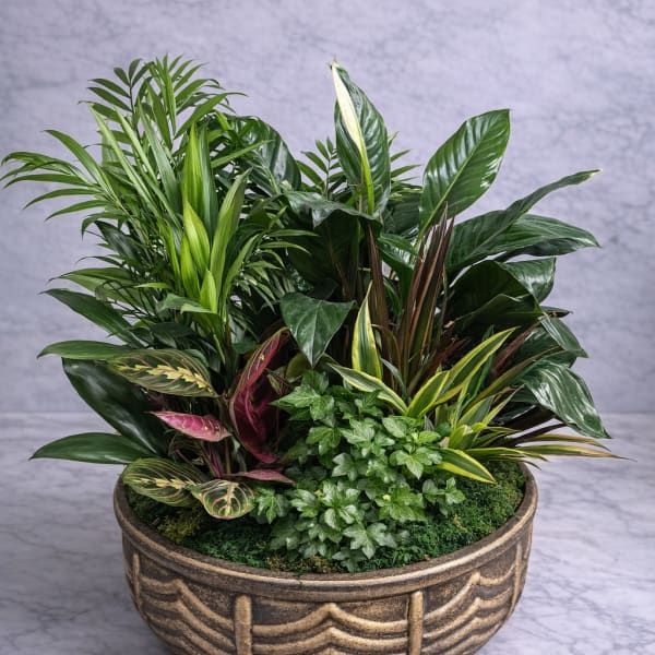 Elegant Tropical Plant Arrangement