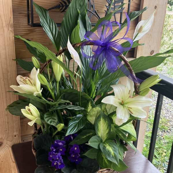 Basket of mixed green plants with white lilies and purple flowers, topped with a purple ribbon bow.