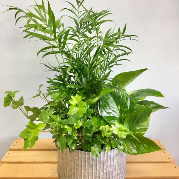 Mixed green houseplants in a ribbed metal planter