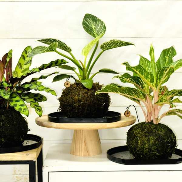 Three small houseplants in moss ball planters on black trays and stands