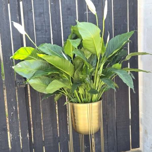 10 in Pc lily in Gold stand