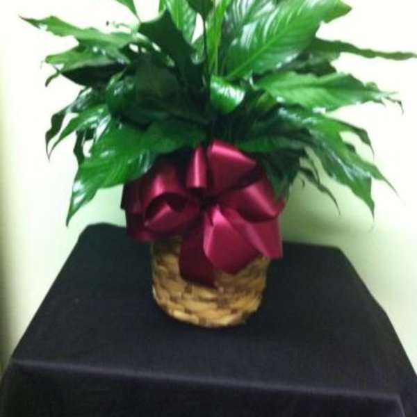 Potted peace lily with a burgundy ribbon in a woven basket