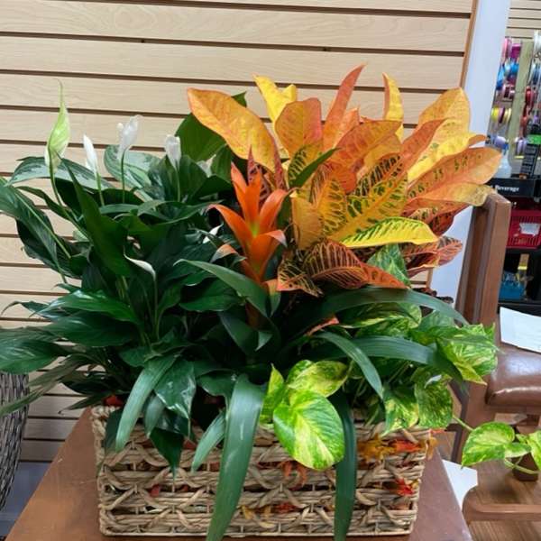 Basket of assorted green and orange tropical plants