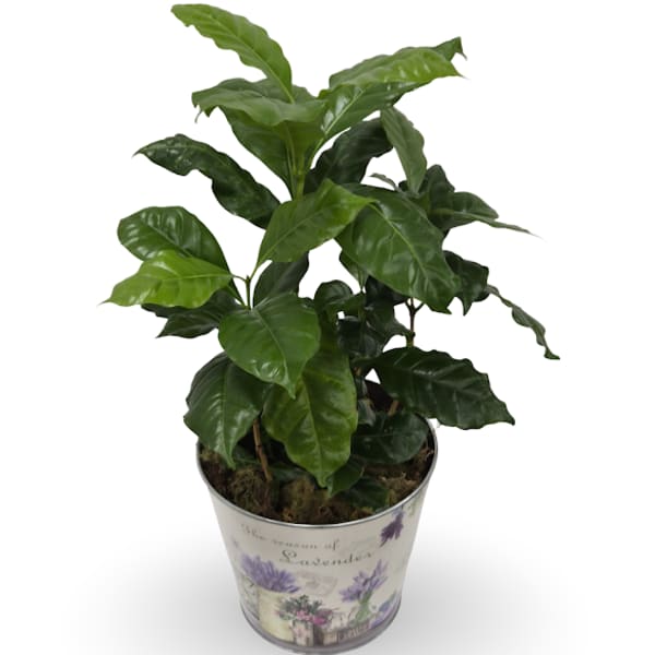 6" Coffee Plant