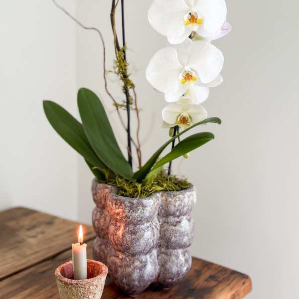 White orchid plant in a textured pot with a lit candle beside it