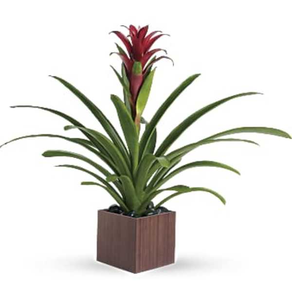 Potted plant with long green leaves and a red flower spike