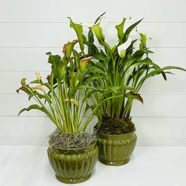 Mini Calla Lily Plant