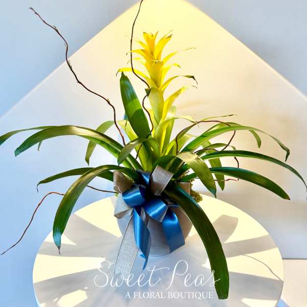 Potted green bromeliad with blue and silver ribbon