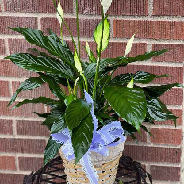 Potted peace lily in a woven basket with a lavender ribbon