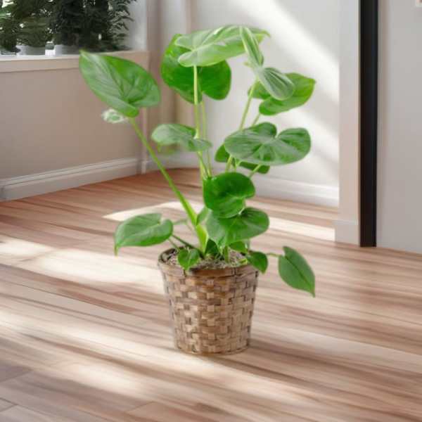 Potted green houseplant in a woven basket planter