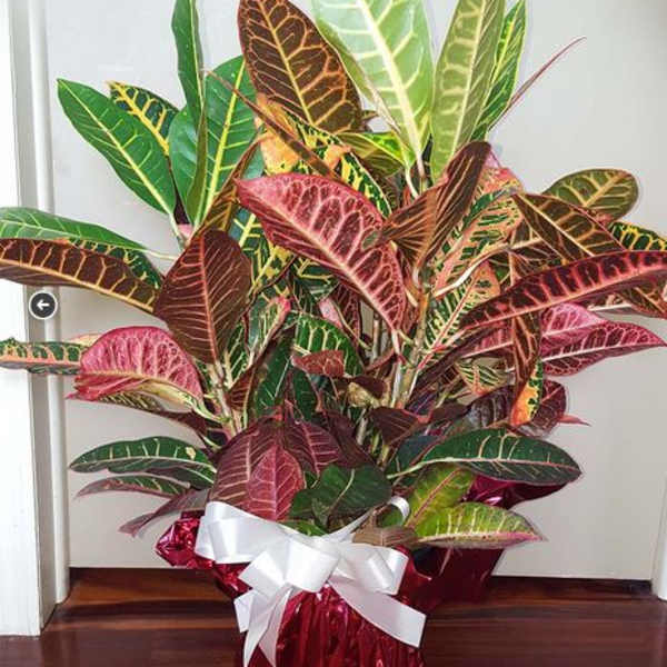 Potted croton plant with multicolored leaves in a red foil wrap and white bow