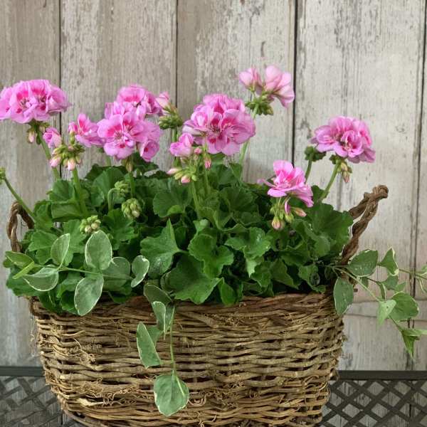 Pink geranium flowers in a woven basket planter