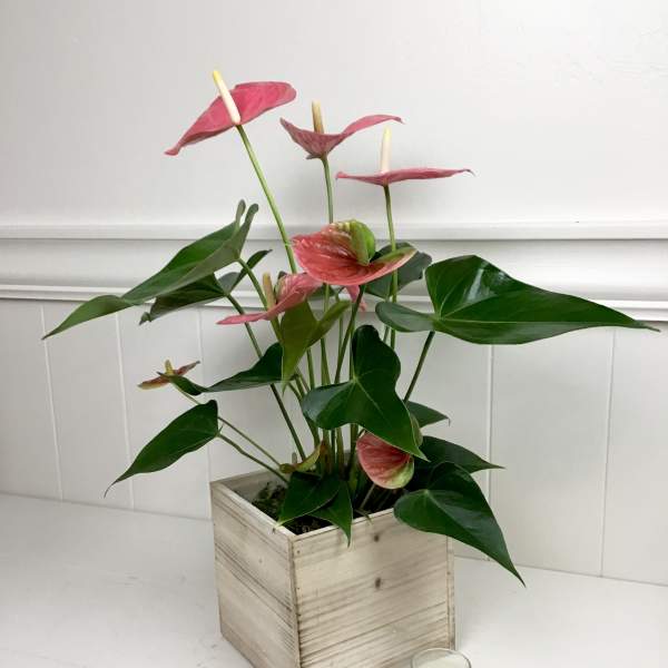 Pink anthurium plant in a wooden cube planter