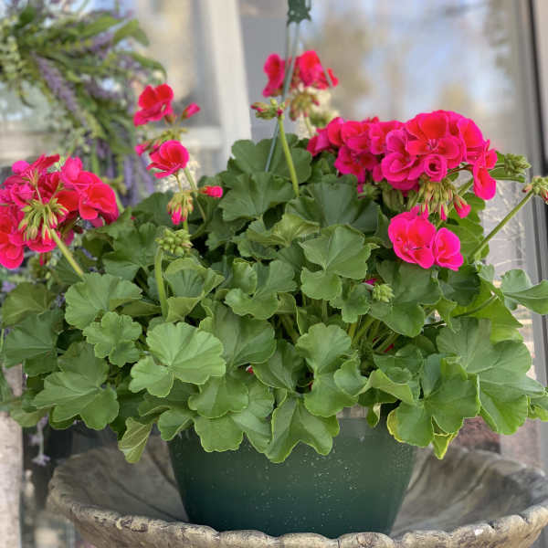 Pair of Hanging Calliope Geranium Basket
