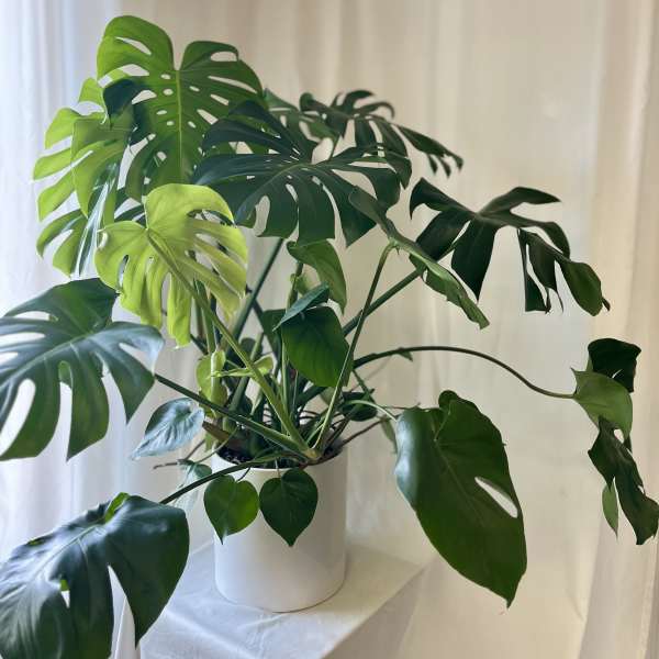 Modern Monstera