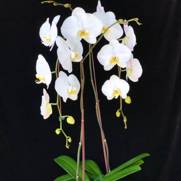 White orchid plant in a white pot with long arching stems