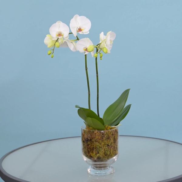 White orchid stems in a clear glass vase with moss