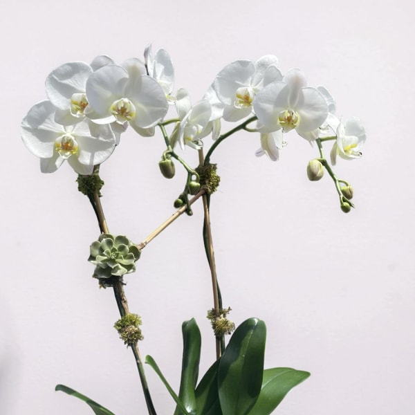 Double Stem White Orchid with succulant