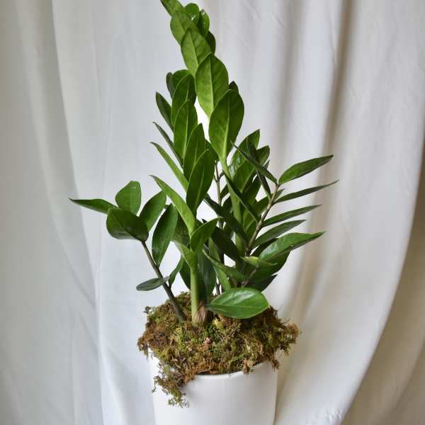 Potted green plant with glossy upright leaves in a white container