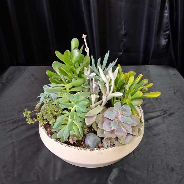 Mixed succulent arrangement in a shallow white bowl
