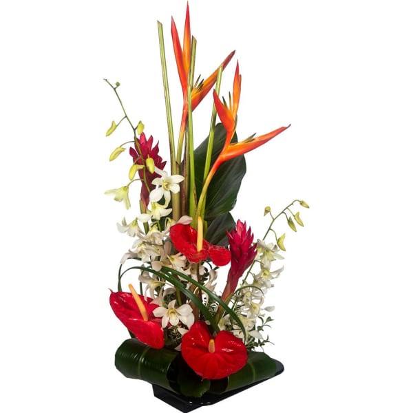 Tall tropical arrangement with orange birds of paradise, red blooms, and white orchids in a low black container