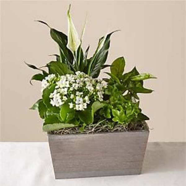 White flowers and green plants arranged in a rectangular planter
