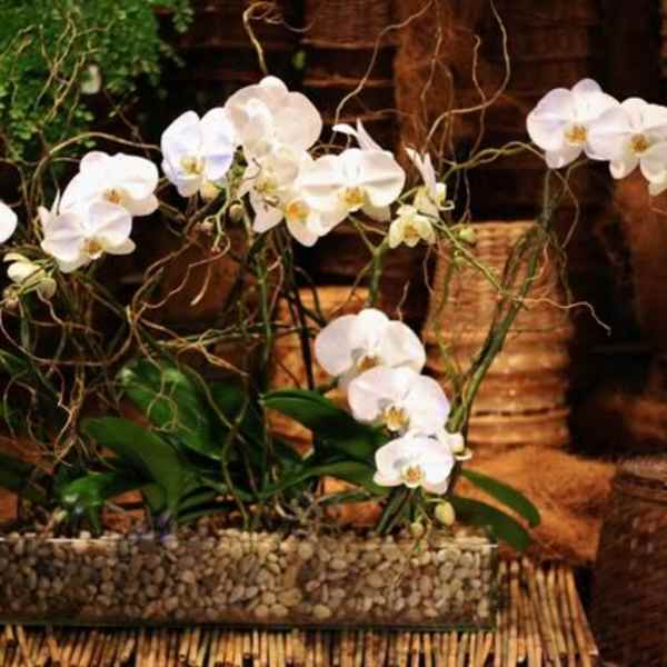 Long Oblong Multi Orchid