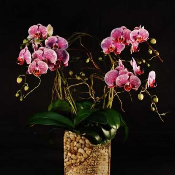 Pink orchids in a textured square pot against a black background