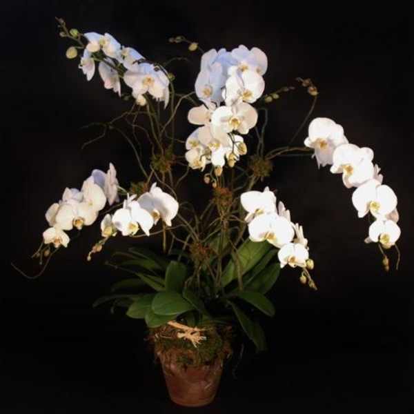 Multi Stem Orchid in a Clay Pot