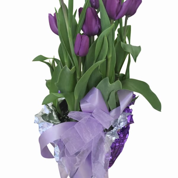 Potted Tulips