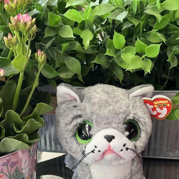 Potted greenery with pink buds beside a gray plush cat