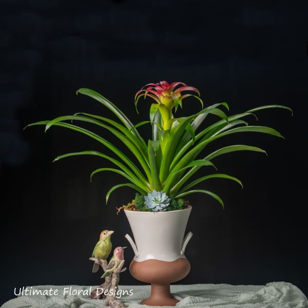 Potted bromeliad with a pink bloom in a white and terracotta planter
