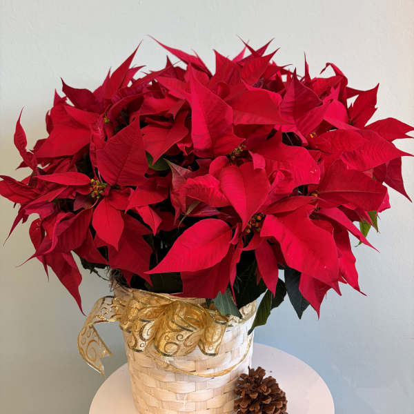 8 1/2" Red Poinsettia