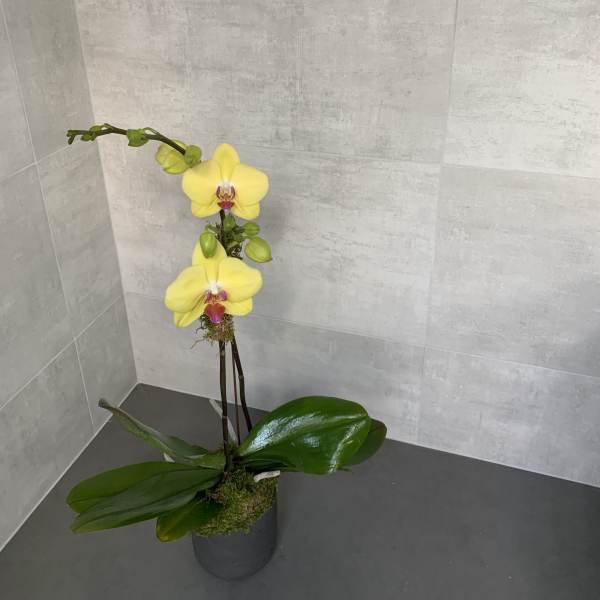 Yellow orchid plant in a black pot with broad green leaves