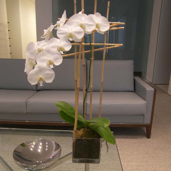 White orchid plant in a square glass pot with bamboo stakes