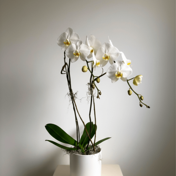 White phalaenopsis orchid plant with arching blooms in a white pot on a pedestal.